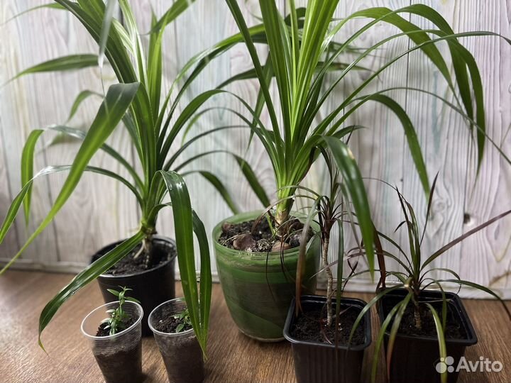 Панданус пальма, драцена, мирт