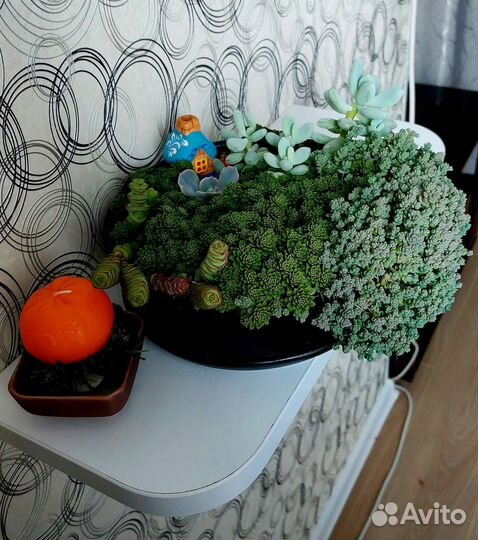 Суккуленты на срез