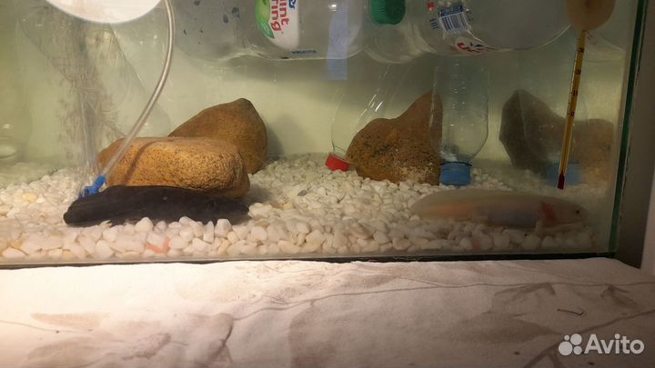 Аксолотль с аквариумом
