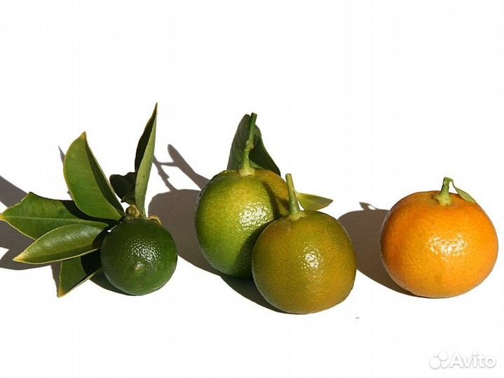 Мандарин Каламондин, плодоносит, мой домашний