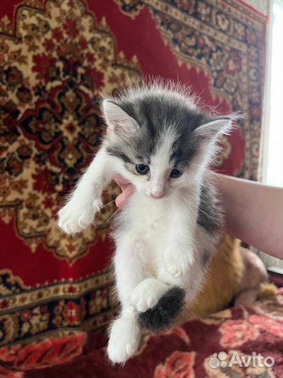 Котята мей кун