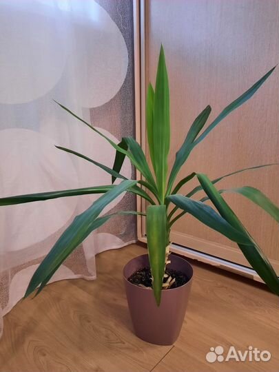 Юкка низкорослая