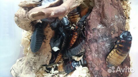 Мадагаскарский шипящий таракан объявление продам
