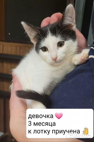 Котята в добрые руки бесплатно