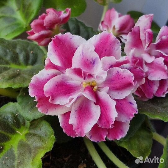 Фиалка Морозная вишня детки И листы