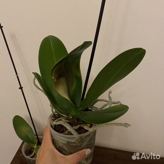 Орхидея фаленопсис белая