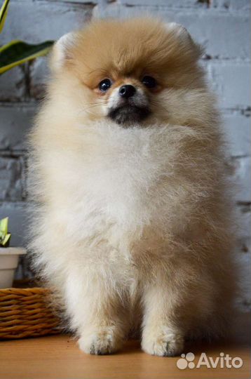 Померанский шпиц мини