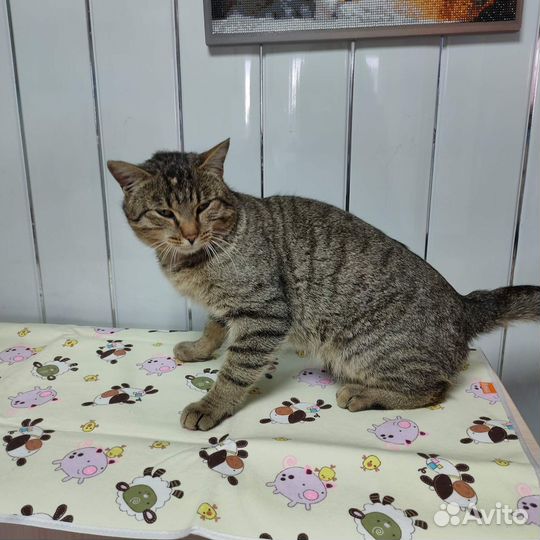 Котик бесплатно