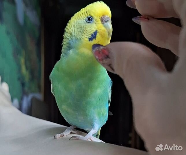 Волнистый попугай самка желает познакомиться