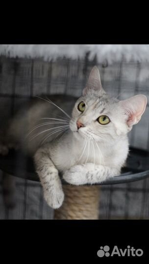 Красивые кошки