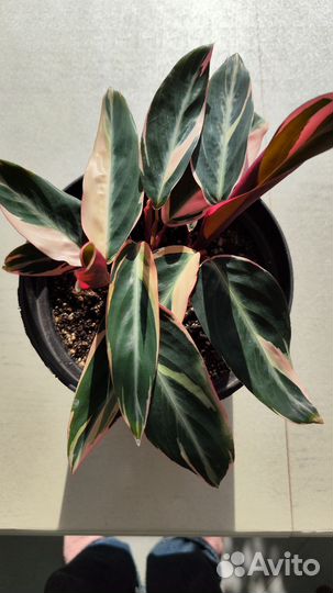 Строманта триколор