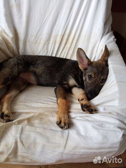 Щенки в хорошие руки