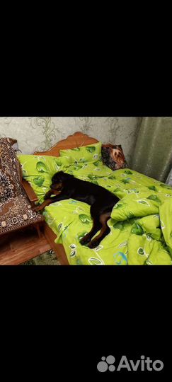 Ротвейлер ждёт даму в первый раз)