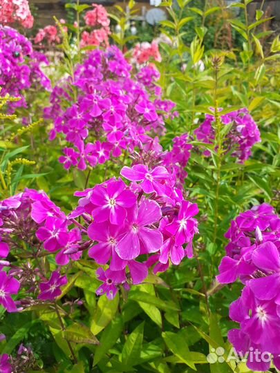 Многолетние садовые цветы