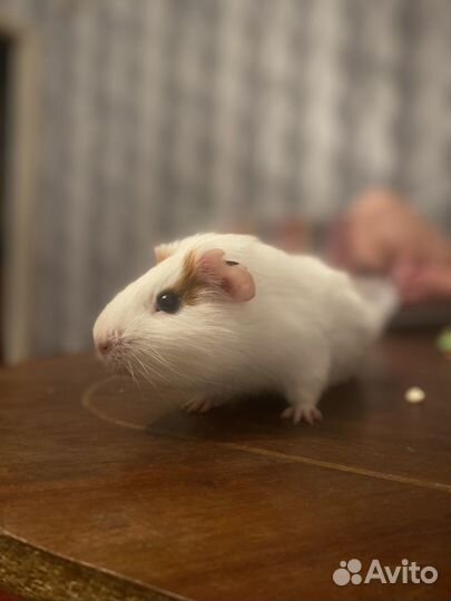 Морские свинки