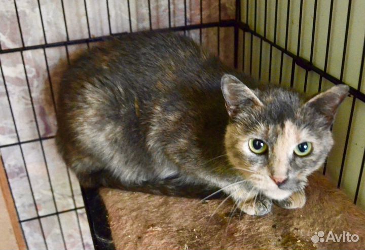 Дунечка - скромница ищет дом