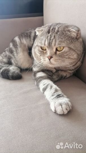 Шотландская вислоухая кошка бесплатно