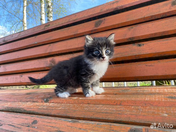 Отдам в добрые руки котят