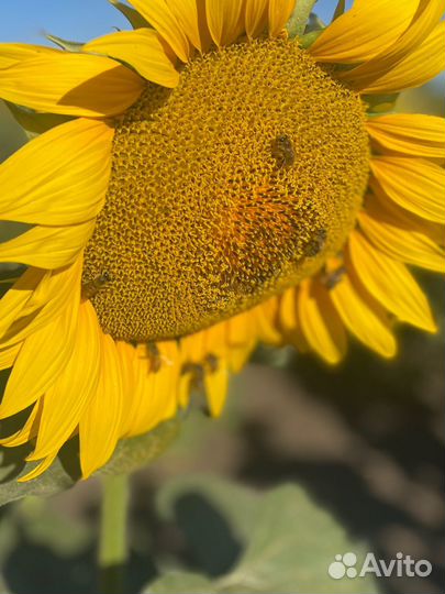 Мед сбор 2024