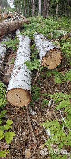 Лес кругляк липа, клён, берёза, сосна