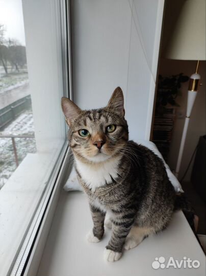 Молодой кот Проша