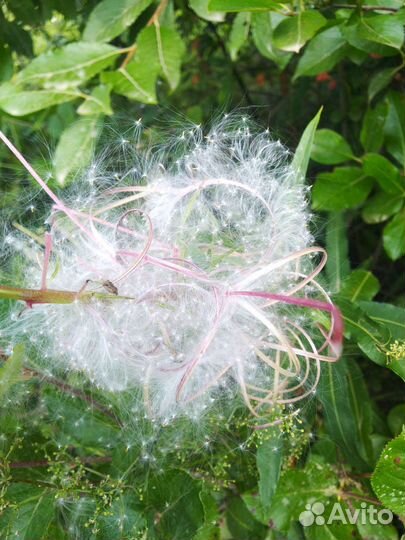 Семена иван чай, кипрей