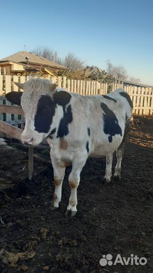 Быки. Быки на мясо