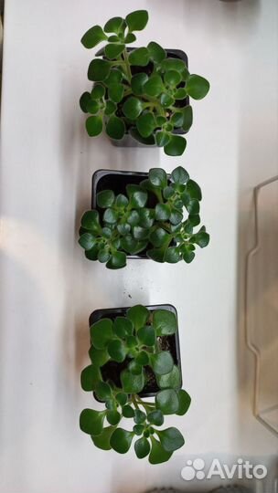 Аихризон дерево любви