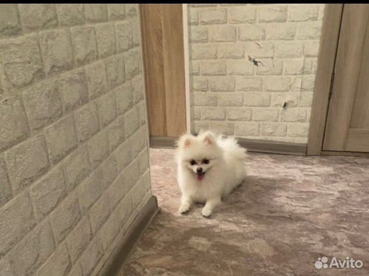 Померанский шпиц вязка