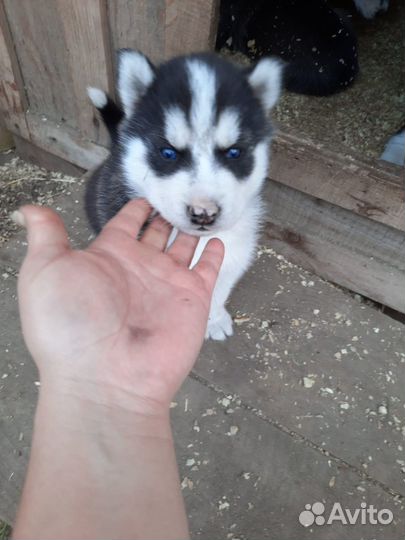 Продам щенков сибирской хаски