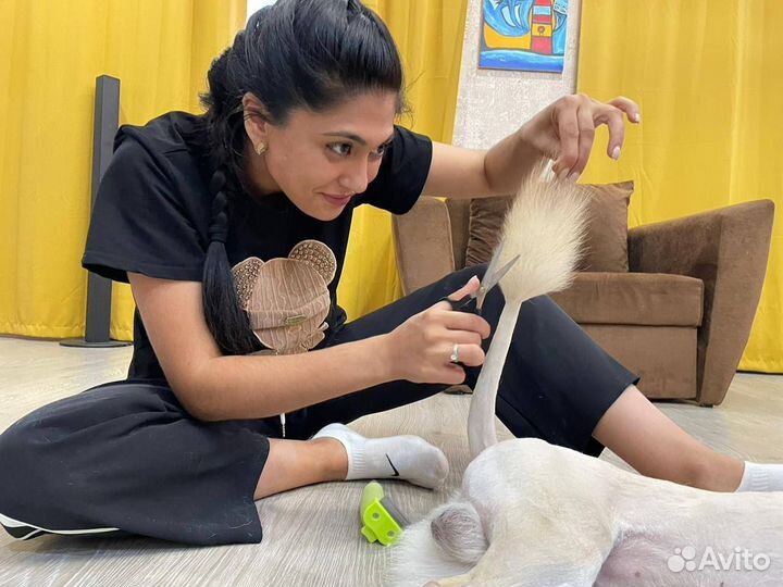 Ветеринарный врач на дом