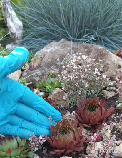 Каменные розы (молодила) 3 сорта