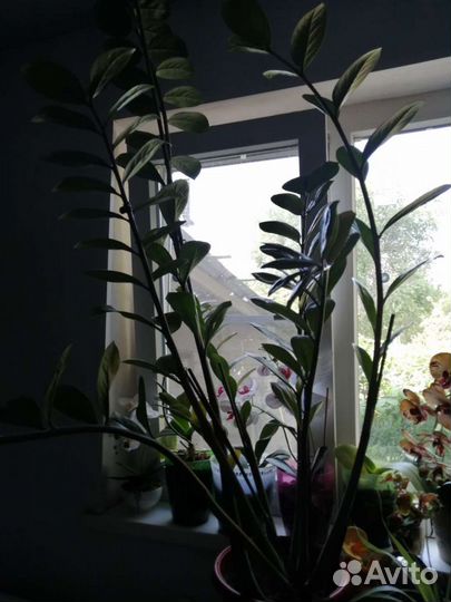 Замиокулькас и другие цветы