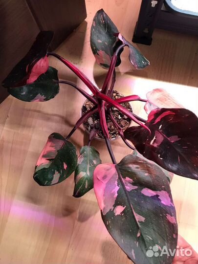 Филодендрон розовая принцесса