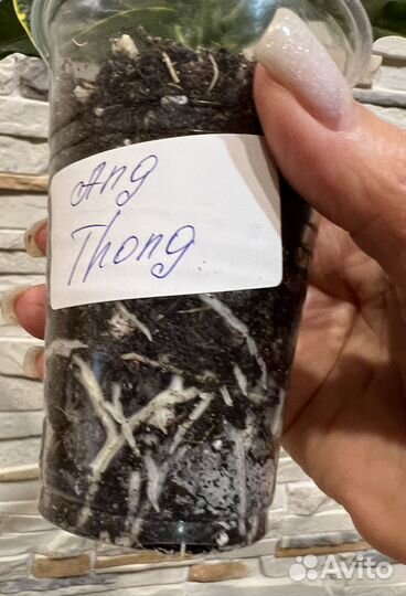 Кодиеумы (кротоны) 2