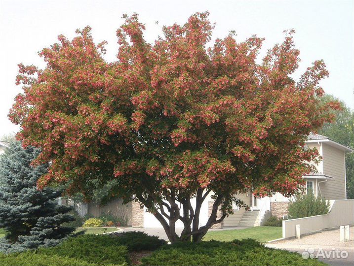 Клены, редкие виды, семена