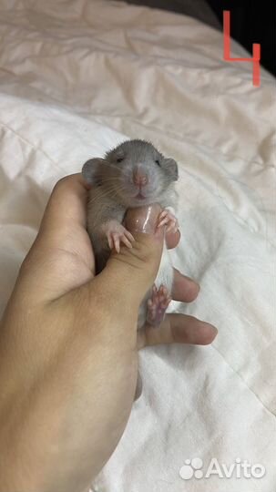 Крысята дамбо из питомника. Карточка крысенка, чек