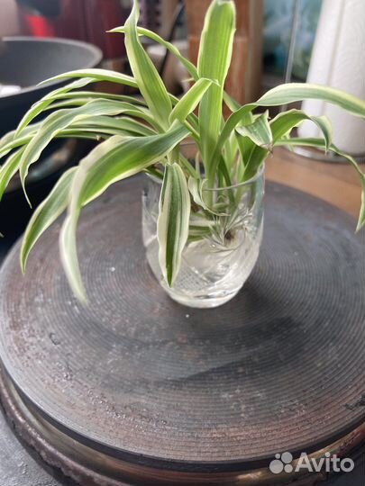 Хлорофитум крупный