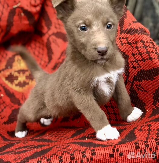 Щенок в добрые руки