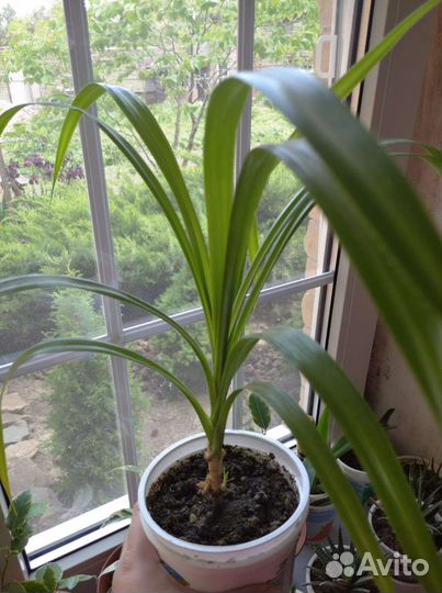 Панданус (винтовая пальма)