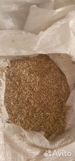 Семена газонной травы