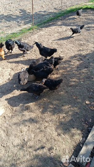 Куры и тетушки Джерсийский гигант и ухей илюй