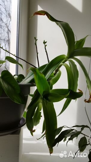 Цветок золотой ус