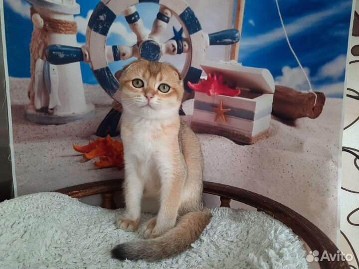 Шотландские малыши с документами