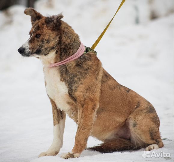 Собачка в добрые руки