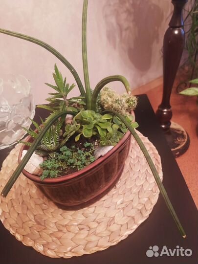 Микс из суккулентов