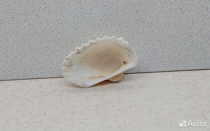 Гребешок 6,80 морская ракушка раковина