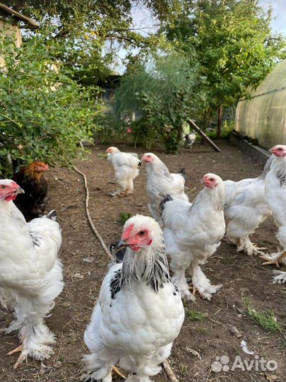 Петухи Брама
