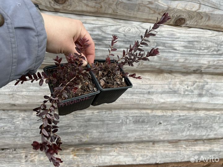 Клюква садовая саженцы