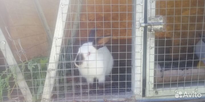 Продам калифорнийских кроликов